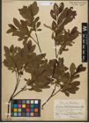 Foto von Salix waldsteiniana Willd.
